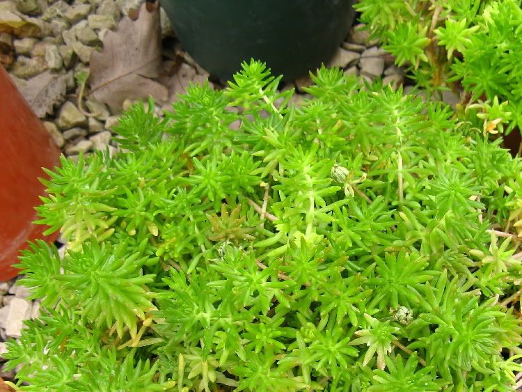 lime green colored plants